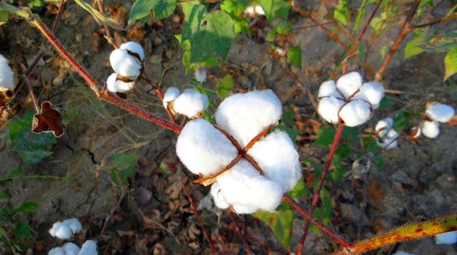 Supply Chain Cotton Plants